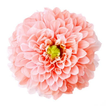 【プリザーブド】大地農園/ダリア・グレイス(グラデーション 2リン ピーチ/76-4685-371