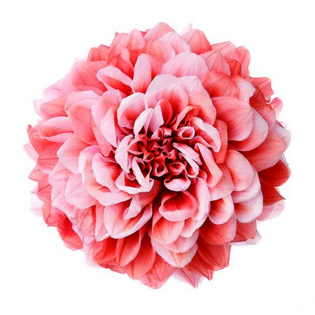 【プリザーブド】大地農園/ダリア・グレイス(グラデーション 2リン キャロットオレンジ/76-4685-381