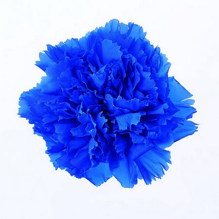 特価◎【プリザーブド】大地農園/カーネーション 8リン インディゴブルー/76-2380-661