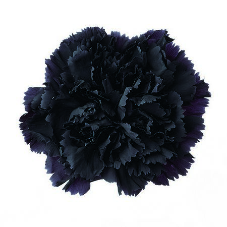 【プリザーブド】大地農園/カーネーション 8リン クロ/76-2380-891