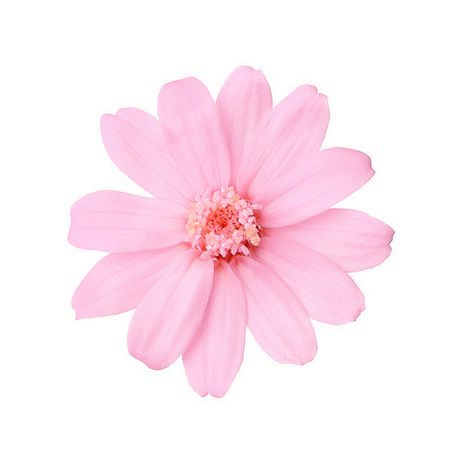 即日★【プリザーブド】大地農園/ジニア・小 12リン サクラピンク/76-3461-101