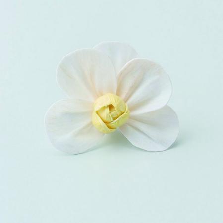 【ドライ】大地農園/ソーラーコチョウラン 5リン ホワイトイエロー/76-32650-500