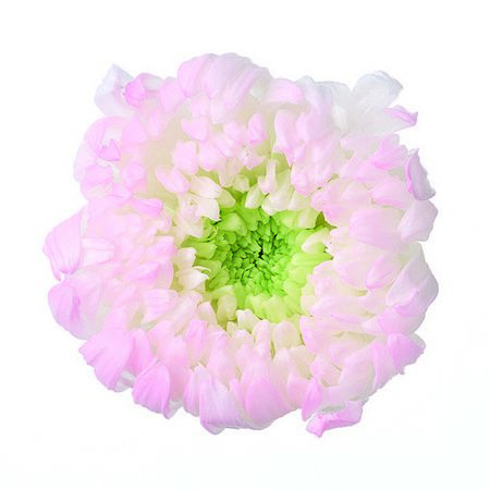 【プリザーブド】大地農園/輪菊・咲花・ほのか 6リン ピンク/76-4185-173