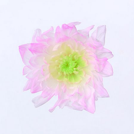 【プリザーブド】大地農園/ことね菊・ほのか 6リン ピンク/76-4790-173