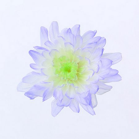 【プリザーブド】大地農園/ことね菊・ほのか 6リン パープル/76-4790-473