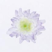 【プリザーブド】大地農園/ことね菊・ほのか 6輪 パープル/76-4790-473