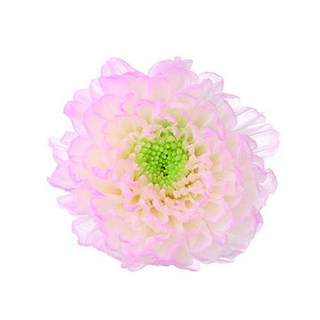 特価◎【プリザーブド】大地農園/小菊・ほのか 12リン ピンク/76-4190-173