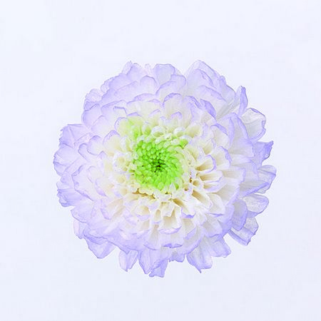 特価◎【プリザーブド】大地農園/小菊・ほのか 12リン パープル/76-4190-473