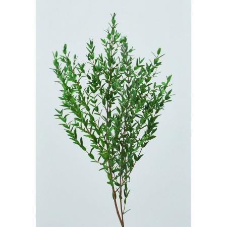 特価◎【プリザーブド】大地農園/小葉ユーカリ(国産) 40g ミストグリーン/76-1790-770