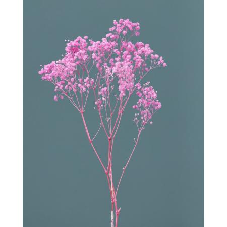 【プリザーブド】大地農園/カスミ草・オーバータイム ヤク15g ピンク/76-42-101