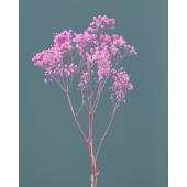 【プリザーブド】大地農園/カスミ草・オーバータイム ヤク15ｇ ピンク/76-42-101