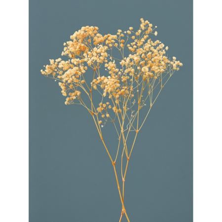 【プリザーブド】大地農園/カスミ草・オーバータイム ヤク15g ジュリアオレンジ/76-42-361