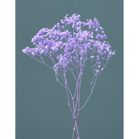 【プリザーブド】大地農園/カスミ草・オーバータイム ヤク15g パープル/76-42-401