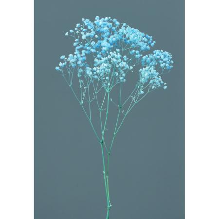 【プリザーブド】大地農園/カスミ草・オーバータイム ヤク15g ブルー/76-42-601