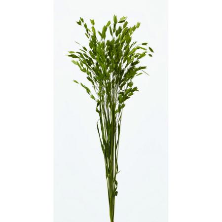 【プリザーブド】大地農園/ワイルドオーツ 10ホン フレッシュグリーン/76-30310-731