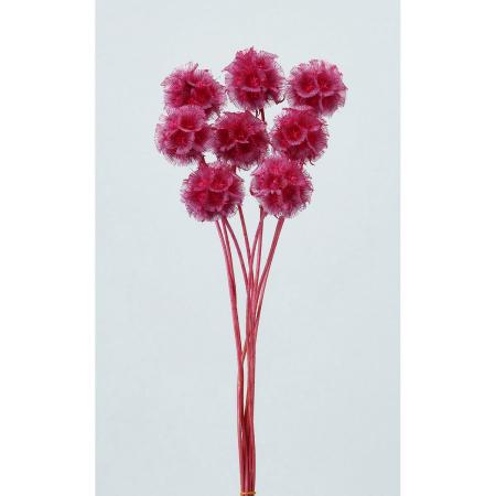 即日★特価◎【ドライ】大地農園/ステルンクーゲル 8ホン フランボワーズ/76-36100-211