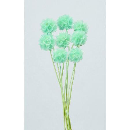 【ドライ】大地農園/ステルンクーゲル 8ホン ベビーブルー/76-36100-621