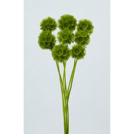 特価◎【ドライ】大地農園/ステルンクーゲル 8ホン バジルグリーン/76-36100-701