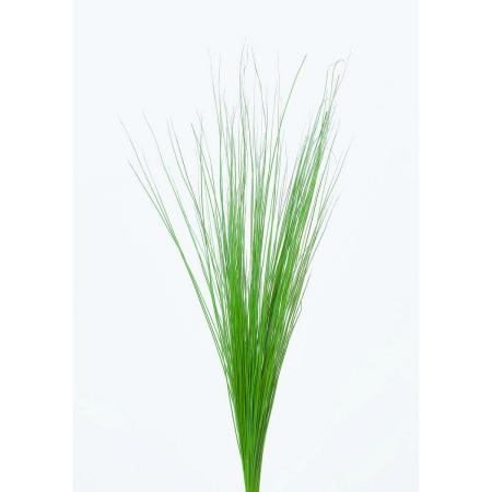 【プリザーブド】大地農園/レインボーグラス・ショート 15g フレッシュグリーン/76-3932-731