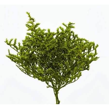 【プリザーブド】大地農園/タタリカ 40g グラスグリーン/76-2010-791