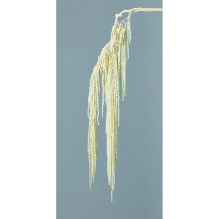 【プリザーブド】大地農園/ヒモゲイトウ 1タバ オフホワイト/76-3640-11