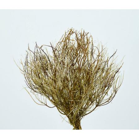 【プリザーブド】大地農園/ティミアン 40g ナチュラルホワイト/76-51870-30