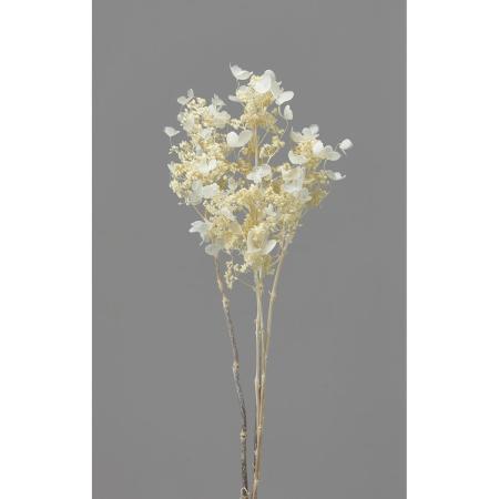 【プリザーブド】大地農園/ノリウツギ・小 5ホン オフホワイト/76-1452-11