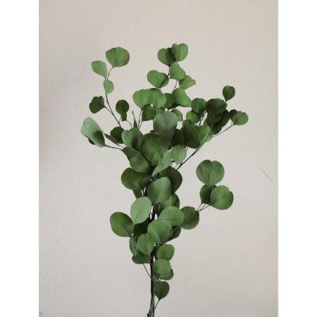 【プリザーブド】大地農園/ポプルス(国産) 40g ミストグリーン/76-2085-770