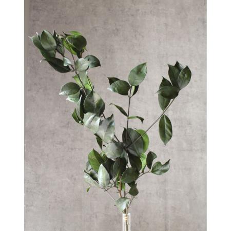 【プリザーブド】大地農園/ヤマボウシの葉 30g グリーン/76-3010-700