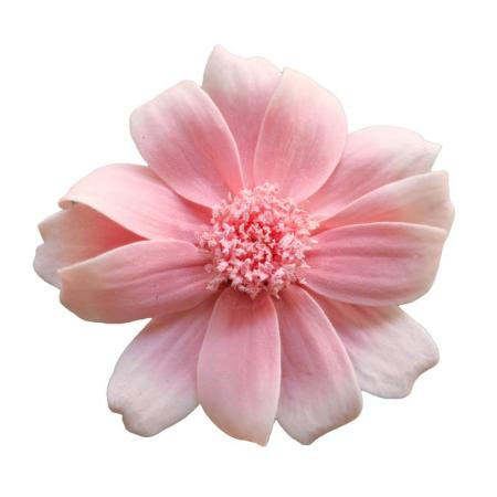 即日★【プリザーブド】大地農園/ジニア・小・グラデーション 12リン サクラミスト/76-3464-102