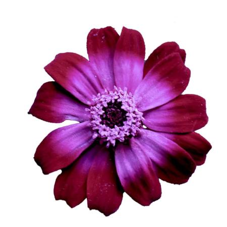 【プリザーブド】大地農園/ジニア・小・グラデーション 12リン ロゼシフォン/76-3464-202