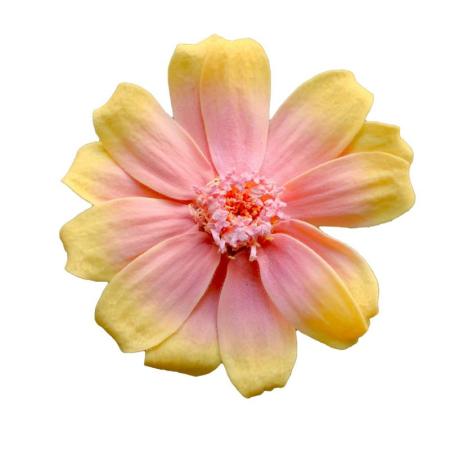 【プリザーブド】大地農園/ジニア・小・グラデーション 12リン ピーチキャンディー/76-3464-372