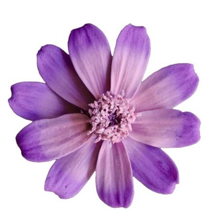 【プリザーブド】大地農園/ジニア・小・グラデーション 12リン ラベンダーブロッサム/76-3464-402