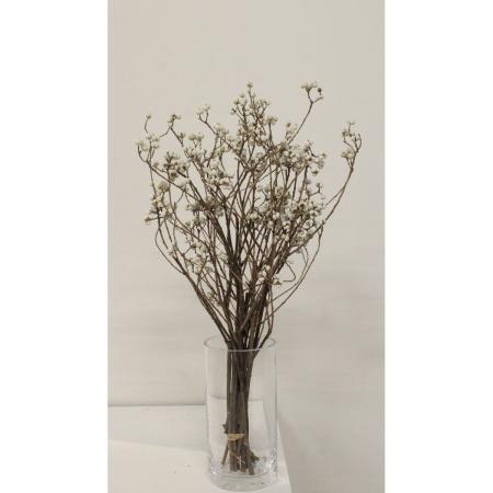 【ドライ】大地農園/ナンキンハゼ・S(国産) 1タバ N/76-22241-0