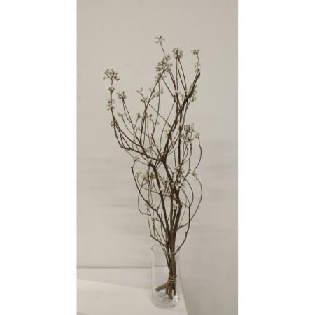 【ドライ】大地農園/ナンキンハゼ・L(国産) 1タバ N/76-22243-0