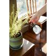 クレイ/Plant Spray Foglia_9L8W16H CLEAR/777-991-000