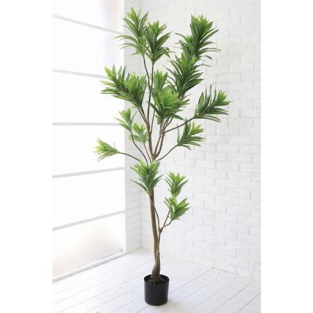 特価◎コベントガーデン/ドラセナ・ソングオブインディア/RL-02