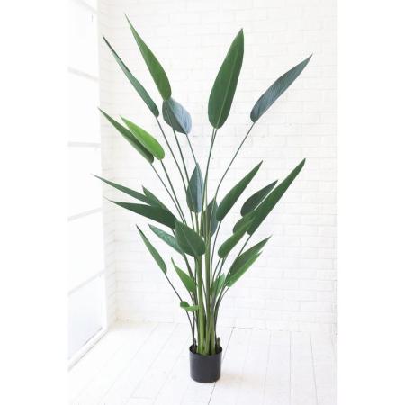 特価◎コベントガーデン/ストレリチア/RL-10