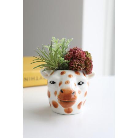 特価◎コベントガーデン/neulo フェイクサキュレント・ギレム/UL-07