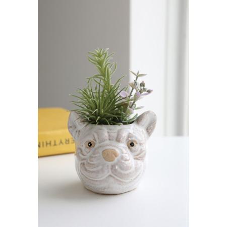 コベントガーデン/neulo フェイクサキュレント・オルカ/UL-08