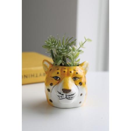 特価◎コベントガーデン/neulo フェイクサキュレント・レオス/UL-09