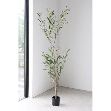 コベントガーデン/オリーブ・アバランジ/LG-05