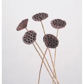 特価◎即日★【ドライ】東花/ハスステム付き ナチュラル 5本/67076