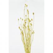 ドライ】東花/フローレンシア イエロー 約20g/73003 - 花材通販はなど