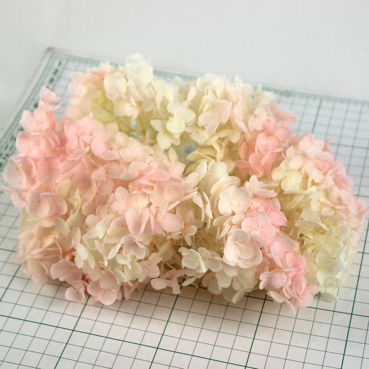 即日 プリザーブド 東北花材 ソフトあじさいアナベルパルフェピンクフロート約2 5輪 通販 はなどんやアソシエ 即日 プリザーブド 東北花材 ソフトあじさいアナベルパルフェピンクフロート約2 5輪 通販 はなどんやアソシエ