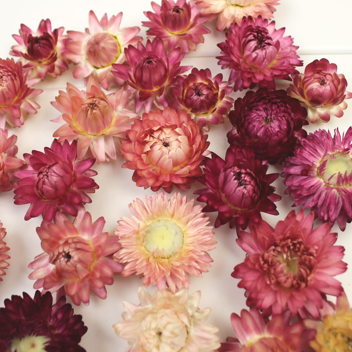 即日 ドライ 東北花材 ヘリクリサムヘッド 25輪入り N ローズ 645 通販 はなどんやアソシエ 即日 ドライ 東北花材 ヘリクリサムヘッド 25輪入り N ローズ 645 通販 はなどんやアソシエ