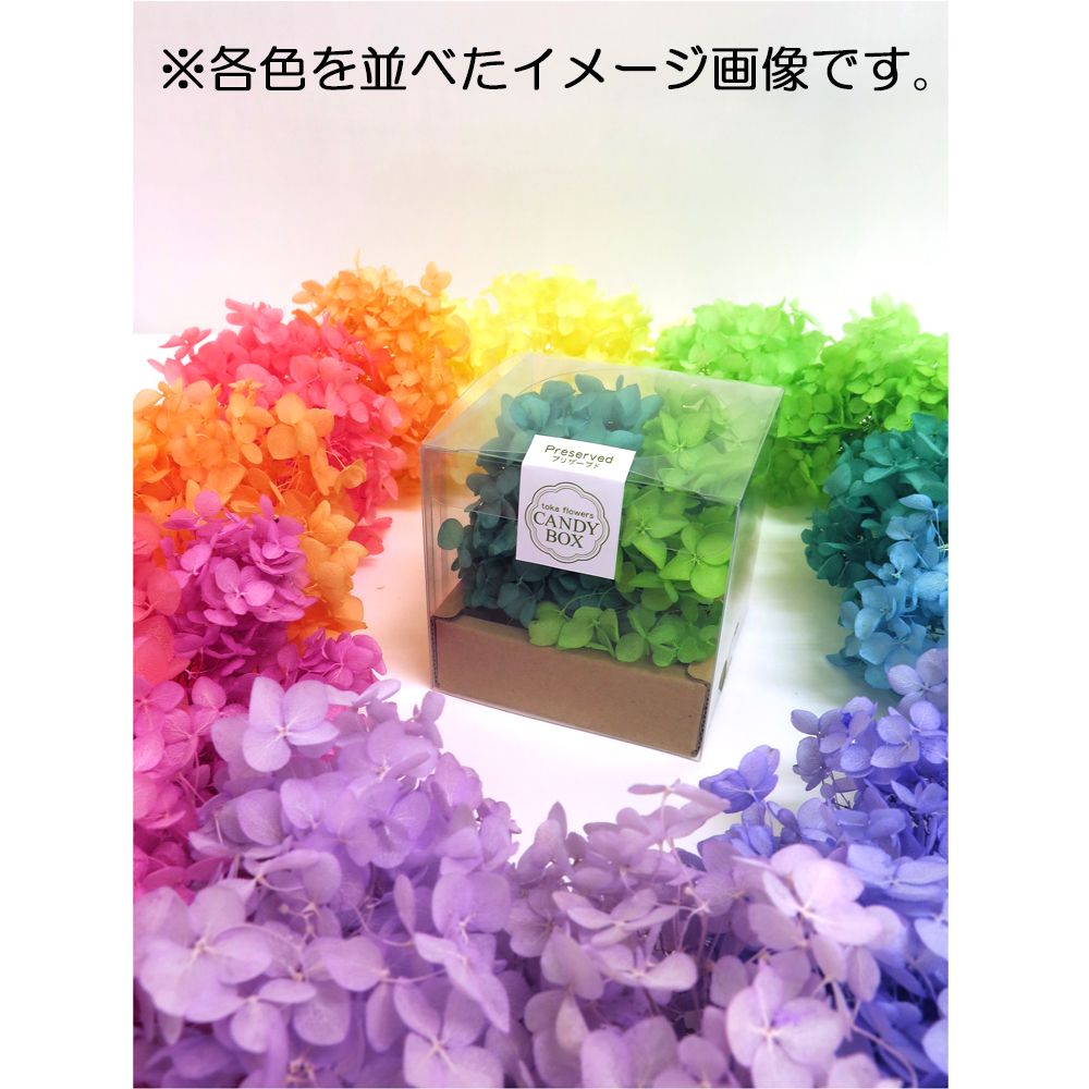 即日 プリザーブド 東北花材 Fm ソフトアナベル キャンディbox 約1輪 ライラック 即日 プリザーブド 東北花材 Fm ソフトアナベル キャンディbox 約1輪 ライラック
