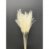 特価◎【ドライ】東花/ススキ 10本 ナチュラル/60113 - 花材通販はなど