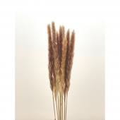 【ドライ】東花/テールリード中 10本 ナチュラル/60115