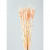 ドライ】東花/小麦 25本 スイートピンク/76151 - 花材通販はなどんや